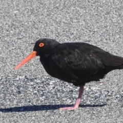 Haematopus fuliginosus (Sooty Oystercatcher) at South Durras, NSW - 3 Aug 2024 by HelenCross