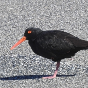 Haematopus fuliginosus at South Durras, NSW - suppressed