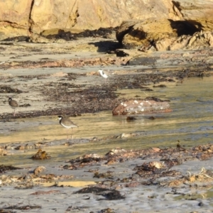 Vanellus miles at Long Beach, NSW - 3 Aug 2024 03:49 PM