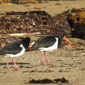 Haematopus longirostris at Long Beach, NSW - 3 Aug 2024