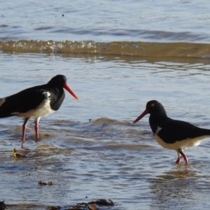 Haematopus longirostris at Long Beach, NSW - suppressed