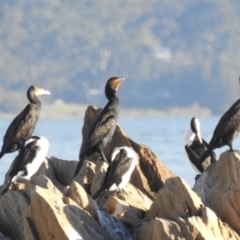 Phalacrocorax carbo (Great Cormorant) at Long Beach, NSW - 3 Aug 2024 by HelenCross