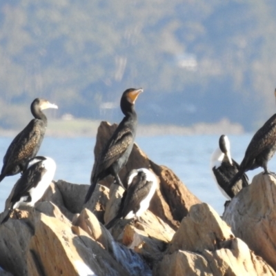 Phalacrocorax varius (Pied Cormorant) at Long Beach, NSW - 3 Aug 2024 by HelenCross