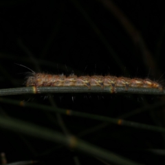 Pernattia pusilla (She-Oak Moth) at Freshwater Creek, VIC - 2 Oct 2022 by WendyEM