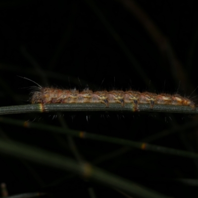 Pernattia pusilla (She-Oak Moth) at Freshwater Creek, VIC - 3 Oct 2022 by WendyEM