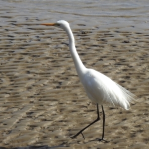 Ardea alba at Batemans Bay, NSW - 4 Aug 2024