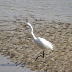 Ardea alba at Batemans Bay, NSW - 4 Aug 2024