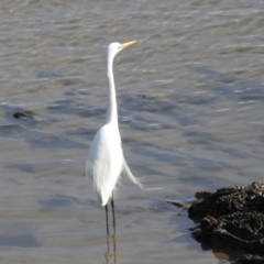 Ardea alba at Batemans Bay, NSW - 4 Aug 2024