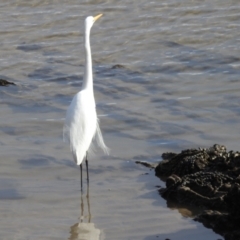 Ardea alba at Batemans Bay, NSW - 4 Aug 2024