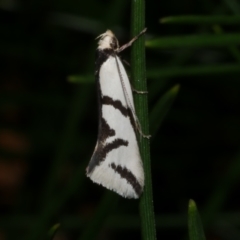 Ocystola paulinella (A Concealer Moth) at Freshwater Creek, VIC - 3 Oct 2022 by WendyEM