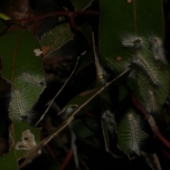 Uraba lugens (Gumleaf Skeletonizer) at Freshwater Creek, VIC - 3 Oct 2022 by WendyEM