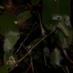 Uraba lugens at Freshwater Creek, VIC - 3 Oct 2022 01:40 AM