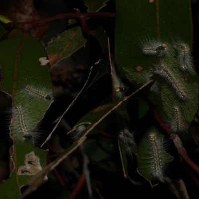 Uraba lugens (Gumleaf Skeletonizer) at Freshwater Creek, VIC - 2 Oct 2022 by WendyEM