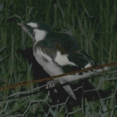 Grallina cyanoleuca (Magpie-lark) at Freshwater Creek, VIC - 2 Oct 2022 by WendyEM