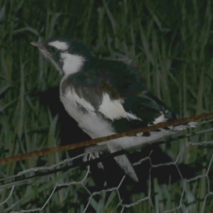 Grallina cyanoleuca at Freshwater Creek, VIC - 3 Oct 2022 01:50 AM