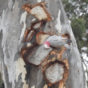 Eolophus roseicapilla at Kambah, ACT - 5 Aug 2024