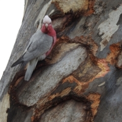 Eolophus roseicapilla at Kambah, ACT - 5 Aug 2024