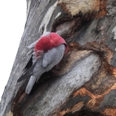 Eolophus roseicapilla at Kambah, ACT - 5 Aug 2024