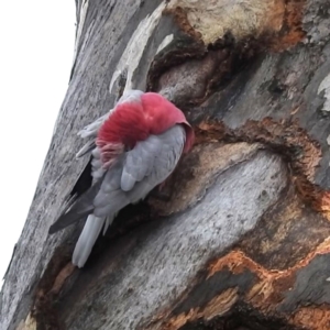 Eolophus roseicapilla at Kambah, ACT - 5 Aug 2024