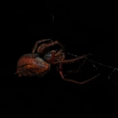 Socca pustulosa (Knobbled Orbweaver) at Freshwater Creek, VIC - 3 Oct 2022 by WendyEM