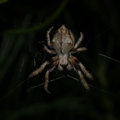 Socca pustulosa (Knobbled Orbweaver) at Freshwater Creek, VIC - 2 Oct 2022 by WendyEM