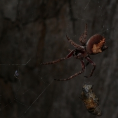 Socca pustulosa (Knobbled Orbweaver) at Freshwater Creek, VIC - 2 Oct 2022 by WendyEM