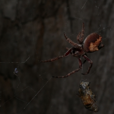 Socca pustulosa (Knobbled Orbweaver) at Freshwater Creek, VIC - 3 Oct 2022 by WendyEM