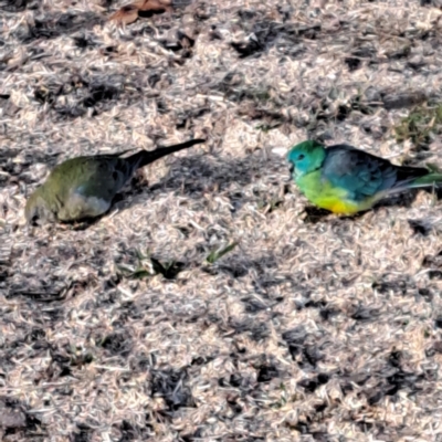 Psephotus haematonotus (Red-rumped Parrot) at Watson, ACT - 5 Aug 2024 by abread111