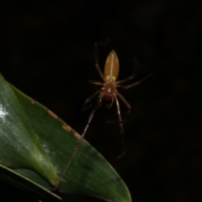 Cheiracanthium sp. (genus) at Freshwater Creek, VIC - 3 Oct 2022 by WendyEM