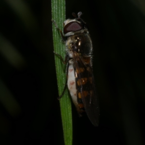 Melangyna viridiceps at Freshwater Creek, VIC - 3 Oct 2022 01:25 AM