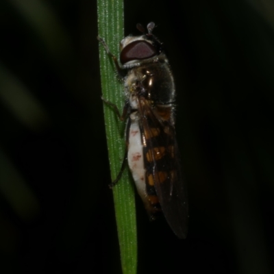 Melangyna viridiceps at Freshwater Creek, VIC - 2 Oct 2022 by WendyEM