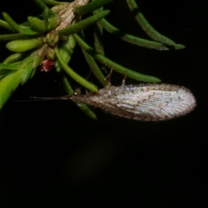 Micromus tasmaniae at Freshwater Creek, VIC - 3 Oct 2022