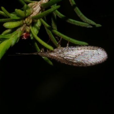 Micromus tasmaniae (Tasmanian Brown Lacewing) at Freshwater Creek, VIC - 3 Oct 2022 by WendyEM