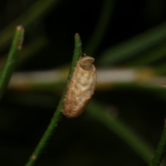 Unidentified Insect at Freshwater Creek, VIC - 2 Oct 2022 by WendyEM