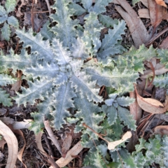 Onopordum acanthium (Scotch Thistle) at Watson, ACT - 5 Aug 2024 by abread111