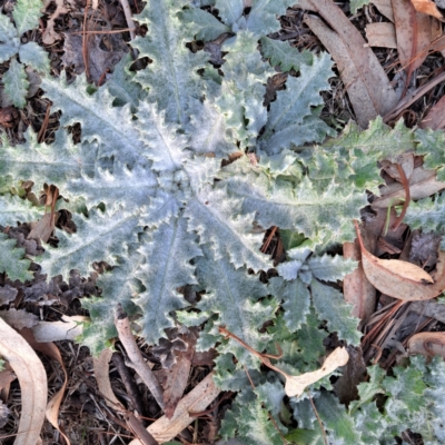 Onopordum acanthium (Scotch Thistle) at Watson, ACT - 5 Aug 2024 by abread111