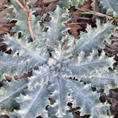 Onopordum acanthium at Watson, ACT - 5 Aug 2024