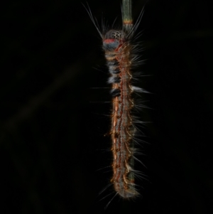 Pernattia pusilla at Freshwater Creek, VIC - 11 Oct 2022