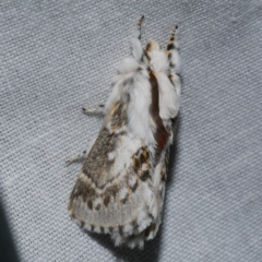 Porela delineata (Lined Porela) at Freshwater Creek, VIC - 20 Oct 2022 by WendyEM