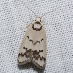 Compsotropha selenias (A Concealer moth) at Freshwater Creek, VIC - 20 Oct 2022 by WendyEM