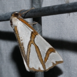 Thalaina inscripta at Freshwater Creek, VIC - 20 Oct 2022