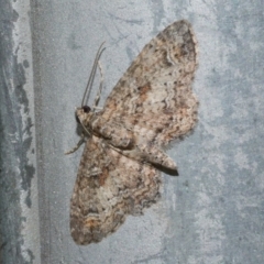 Pasiphilodes testulata (Pome looper) at Freshwater Creek, VIC - 20 Oct 2022 by WendyEM