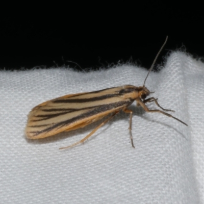 Phaeophlebosia furcifera (Forked Footman) at Freshwater Creek, VIC - 20 Oct 2022 by WendyEM