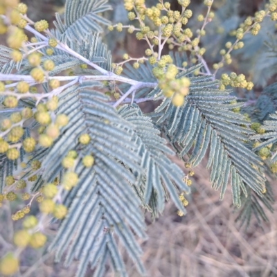 Acacia dealbata (Silver Wattle) at Watson, ACT - 5 Aug 2024 by abread111