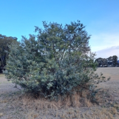 Acacia dealbata at Watson, ACT - 5 Aug 2024