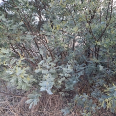 Acacia dealbata at Watson, ACT - 5 Aug 2024 04:29 PM