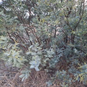 Acacia dealbata at Watson, ACT - 5 Aug 2024