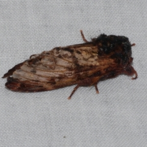 Sorama bicolor at Freshwater Creek, VIC - 20 Oct 2022 09:51 PM