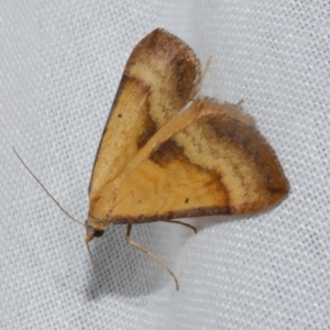 Anachloris subochraria at Freshwater Creek, VIC - 21 Oct 2022