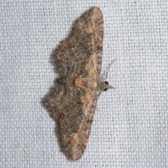 Chloroclystis pallidiplaga (White-shouldered Pug Moth) at Freshwater Creek, VIC - 21 Oct 2022 by WendyEM